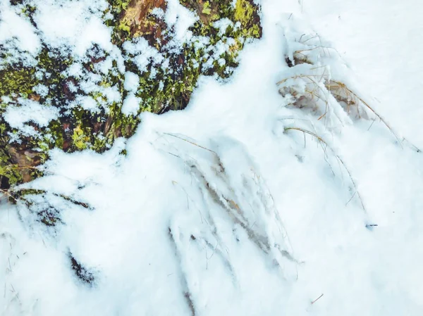Moos bedeckt von Schnee auf der Oberfläche des Baumes. Moos wächst auf einem Baum. Nahaufnahme — Stockfoto