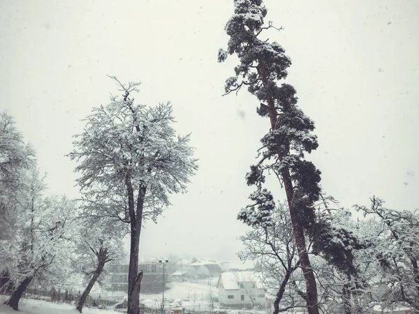 Uma queda de neve. Árvores na neve. Céu na temporada de inverno. Bela vista — Fotografia de Stock