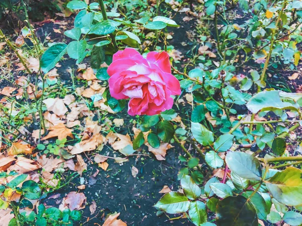 Rosa rosa y hojas verdes en el patio en otoño día soleado. Primer plano. —  Fotos de Stock