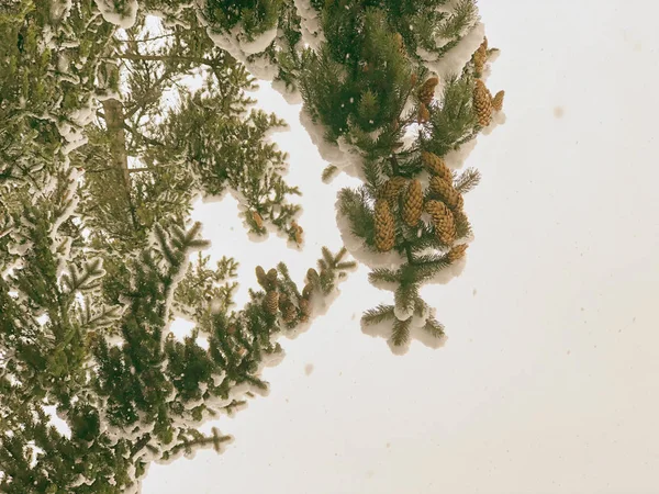 Baumzweig, Weihnachtsbäume im Schnee. Schnee auf den Straßen der Stadt. Der Wintereinbruch in Bakuriani — Stockfoto