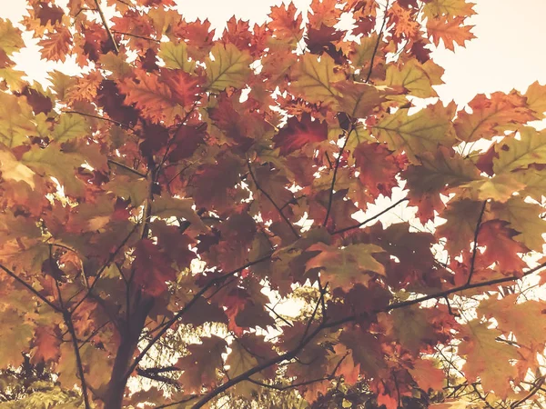 Осінь в парку, дерева біля ставка, падаюче листя. Кольори осені — стокове фото
