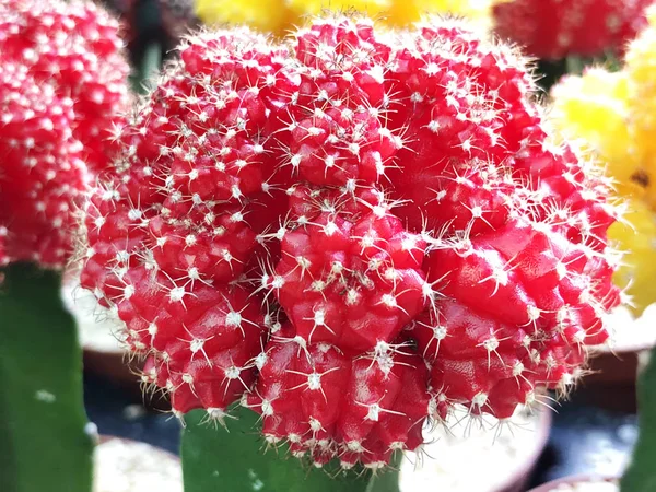 Cacto de bola de rubi (Gymnocalycium) ou cacto de boné vermelho cultivado em estufa. Foco seletivo — Fotografia de Stock