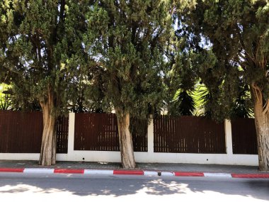 Rishon Le Zion de yol herdem yeşil bitkiler