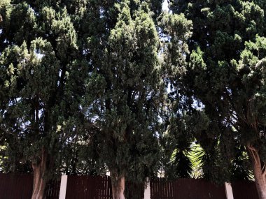 Rishon Le Zion de yol herdem yeşil bitkiler