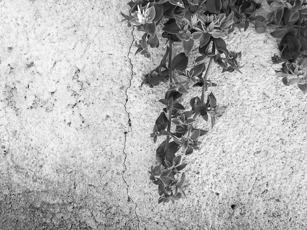 Clôture blanche et plantes à Rishon Le Zion. Gros plan — Photo