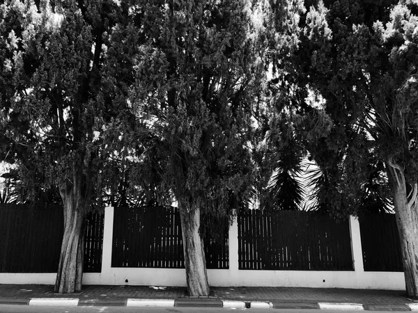 Piante sempreverdi sulla strada a Rishon Le Zion — Foto Stock
