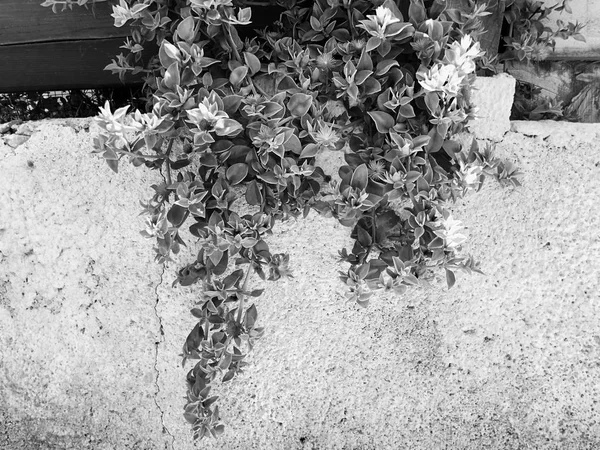 Vita staket och växter i Rishon Le Zion. Nära upp skott — Stockfoto