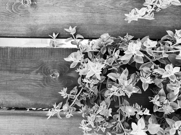 Houten hek en planten in Rishon Le Zion. Close-up shot — Stockfoto