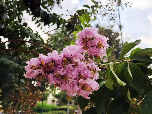 Fleurs ornementales poussent dans les parcs de la ville près de la maison. En été — Photo