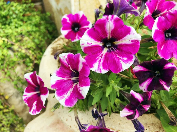 Decoratieve bloemen groeien in stadsparken vlakbij huis. In de zomer — Stockfoto