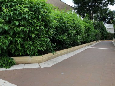 Dekoratif çalılıkların içinde kentin peyzaj park