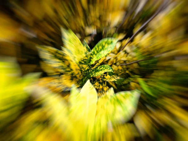 Dísznövények nő, a városi parkok közelében haza. Motion blur effekt — Stock Fotó