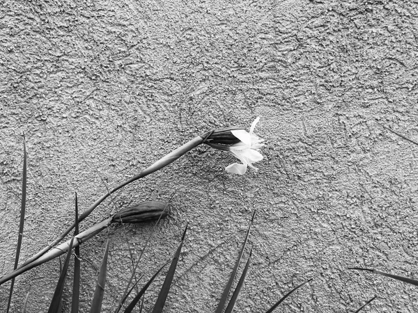 Stenen muur en witte bloem in Rishon Le Zion. Close-up shot — Stockfoto