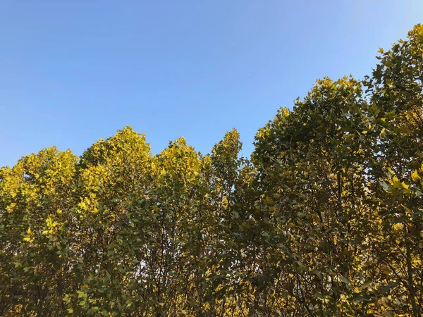 Yaprak döken ağaçlar mavi gökyüzü arka plan üzerinde. Şehirde sonbahar — Stok fotoğraf