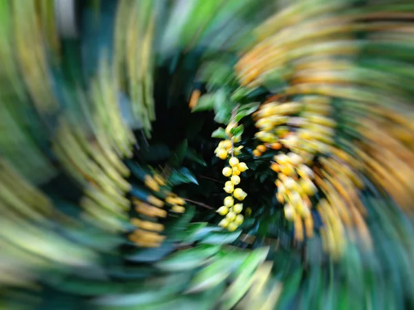 Evinizin yakınında şehir parklarda süs bitkileri büyümeye. Motion blur efekti — Stok fotoğraf