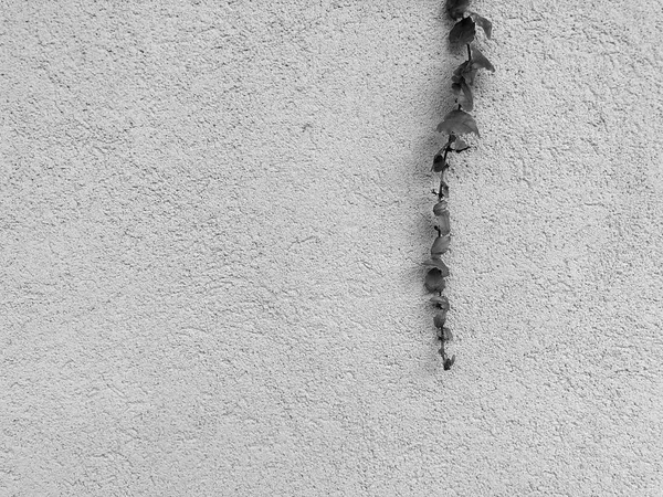 石壁とリション ル ザイオンの植物。クローズ アップ ショット — ストック写真