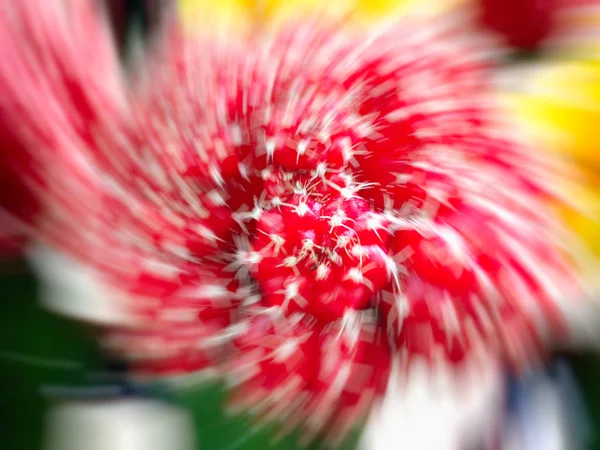 Ruby Ball Cactus Gymnocalycium Red Cap Cactus Grown Greenhouse Selective — Stock Photo, Image