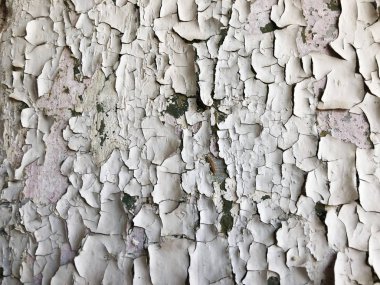 Çatlak ve dökülüyor boya ile sıkıntılı ahşap doku görünümü kapatın