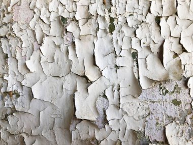 Çatlak ve dökülüyor boya ile sıkıntılı ahşap doku görünümü kapatın