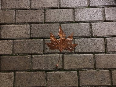 Sonbahar dekoratif gri beton tuğla düşmüş yaprağına. Yakın çekim vurdu