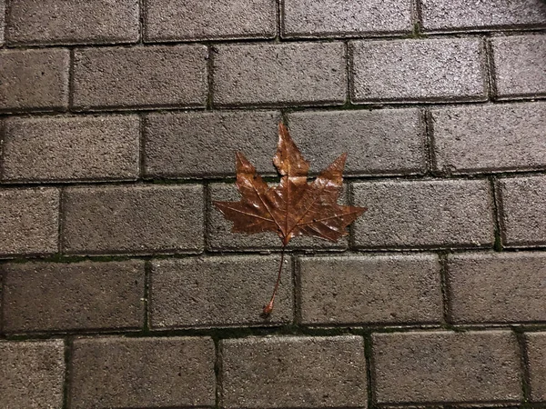 Hoja caída de otoño en los ladrillos de hormigón gris decorativos. Primer plano de disparo — Foto de Stock