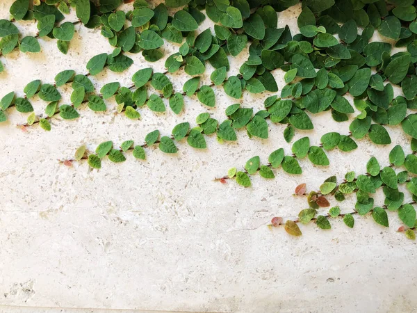 Bílá kamenná zeď a rostliny v Rishon Le Zion. Detailní záběr záběr — Stock fotografie
