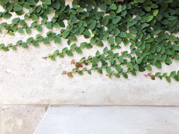 Parede de pedra branca e plantas em Rishon Le Zion. Fechar tiro — Fotografia de Stock