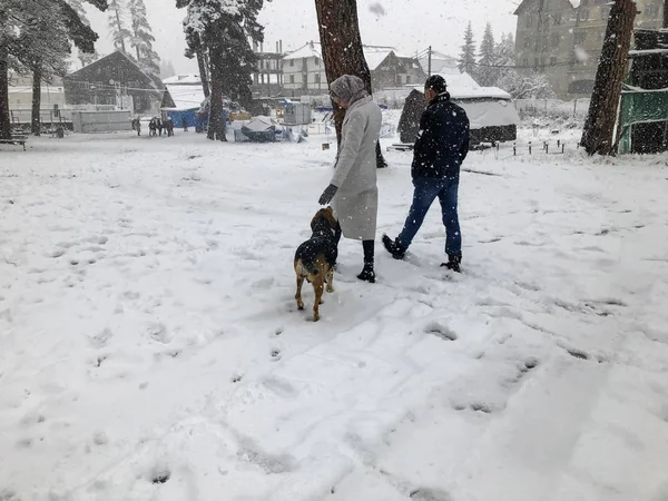 Lány játszik kutya egy téli napon a hóban. Havazás. Fák a hóban. Hegyi sí resort Bakuriani. — Stock Fotó
