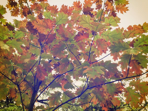 Осінь в парку, дерева біля ставка, падаюче листя. Кольори осені — стокове фото