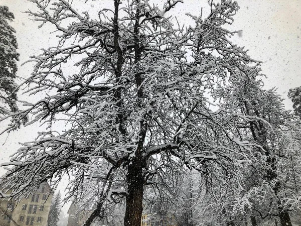Kar yağışı. Ağaçlar kar kaplı ve kar yağışı sonbahar yaprakları. Kışın dağ kayak merkezi Bakuriani — Stok fotoğraf