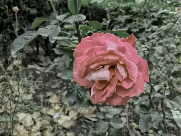 Rosa roja y hojas verdes en el patio en otoño día soleado. Primer plano. — Foto de Stock