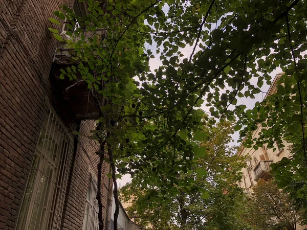 Árboles verdes en el fondo de un antiguo edificio de ladrillo en una calle de la ciudad — Foto de Stock