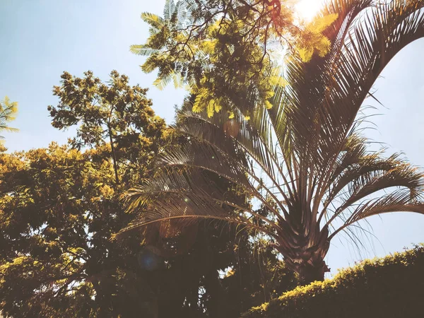 Palmera y un cielo azul nublado — Foto de Stock