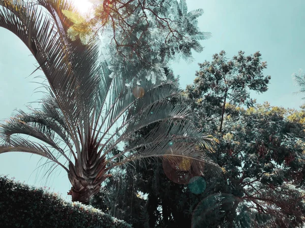 Palmera y un cielo azul nublado — Foto de Stock