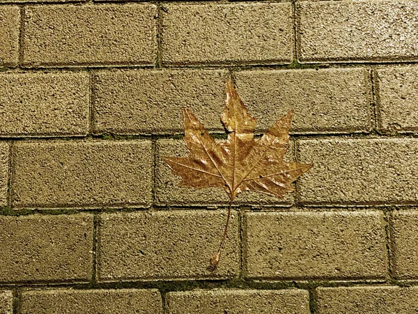 Autumn fallen leaf on the decorative gray concrete bricks. Close-up shot