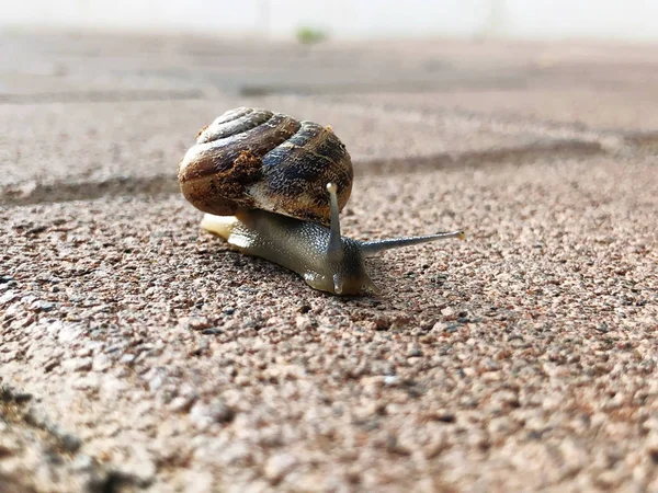 Snail crawling on the stone flooring. Burgundy snail, Helix, Roman snail, edible snail or escargot crawling — Stock Photo, Image