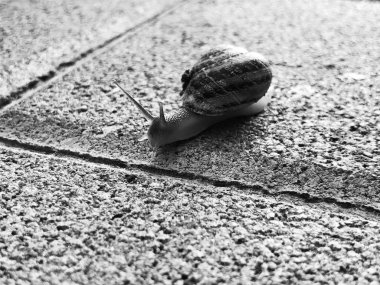 Taş döşeme üzerinde sürünerek salyangoz. Bordo salyangoz, sarmal, Roma salyangoz, yenilebilir salyangoz veya tarama salyangoz