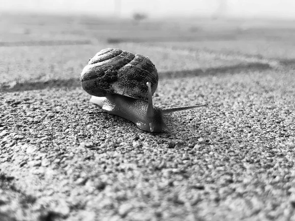 Slak kruipen op de stenen vloer. Bourgondische slak, Helix, Wijngaardslak, eetbare slak of escargot kruipen — Stockfoto