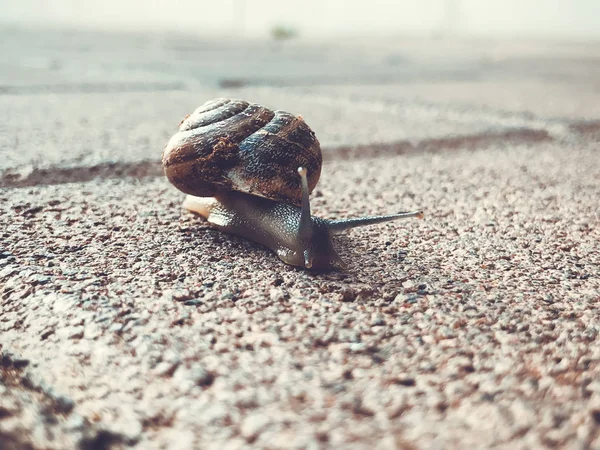 Slak kruipen op de stenen vloer. Bourgondische slak, Helix, Wijngaardslak, eetbare slak of escargot kruipen — Stockfoto