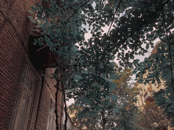 Şehirde bir sokakta bina eski bir tuğla zemin üzerine yeşil ağaçlar — Stok fotoğraf
