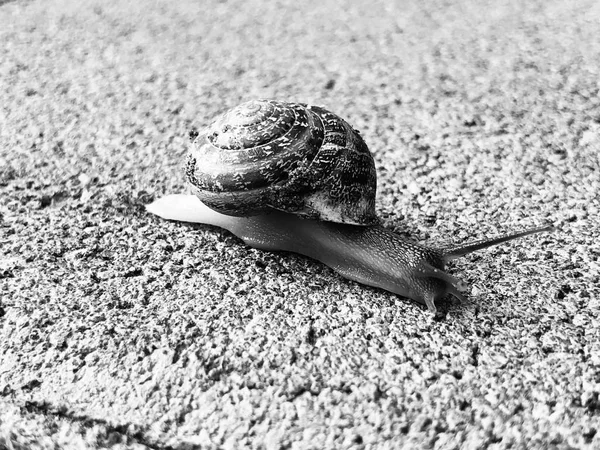 Slak kruipen op de stenen vloer. Bourgondische slak, Helix, Wijngaardslak, eetbare slak of escargot kruipen — Stockfoto