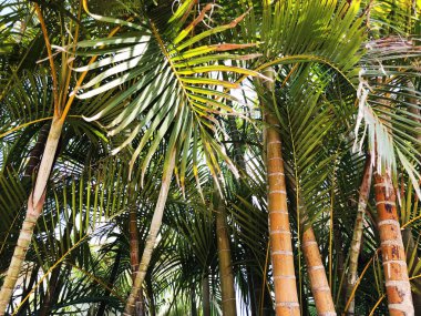 Tropikal palmiye ağaçları sokak Rishon Le Zion, İsrail