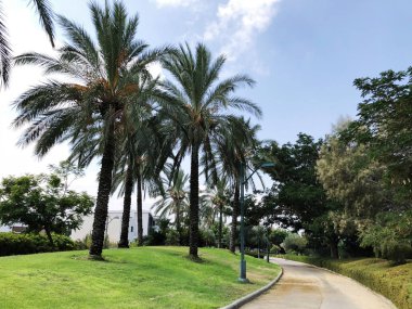  Palmiye ağacı ve mavi bir bulutlu gökyüzü