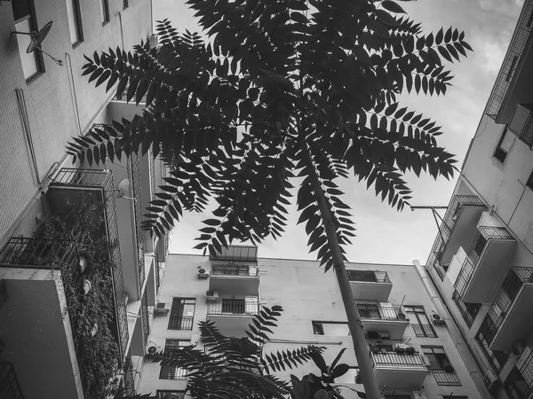 Ένα πλάνο από ένα πολυώροφο κτίριο και ένα όμορφο πράσινο δέντρο από κάτω προς τον ουρανό. — Φωτογραφία Αρχείου
