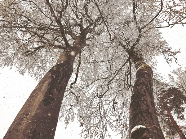 降雪。雪中的树。巴库里亚尼山区滑雪胜地 — 图库照片