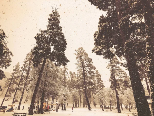 Snowfall. Children walk in the snow. Trees in the snow. Mountain ski resort Bakuriani — Stock Photo, Image