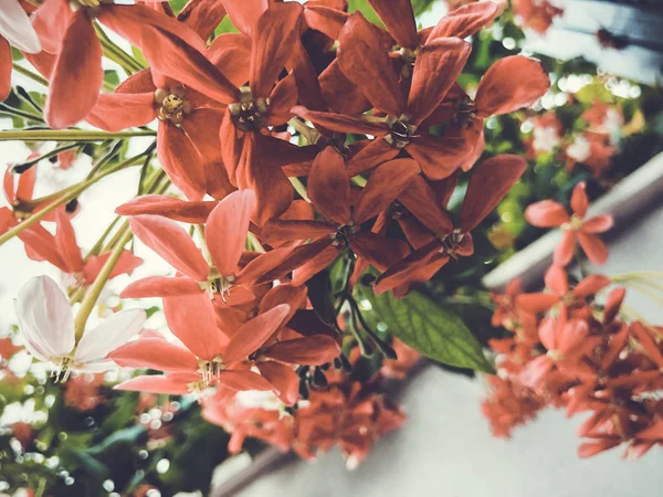 Evinizin yakınında şehir parklarda süs çiçeklerin. Yaz saati