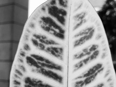 Siyah ve beyaz ile egzotik bitki. Topikal yeşillik fotoğraf arka plan