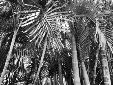 Tropikal palmiye ağaçları sokak Rishon Le Zion, İsrail