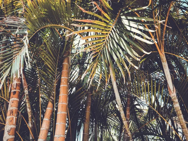 Tropical palm trees in the street  Rishon Le Zion, Israel — Stock Photo, Image